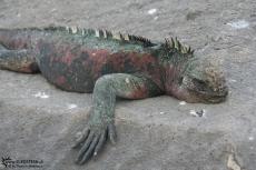Iguanas - Galapagos 2010 -IMG 7149